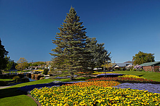 春花,公园,布伦海姆,马尔伯勒,南岛,新西兰