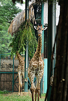 胡志明动物园的长颈鹿
