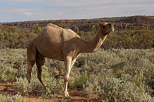 单峰骆驼,物种,澳大利亚