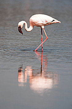 小红鹳,小火烈鸟,反射,浅,水,纳库鲁湖国家公园,肯尼亚