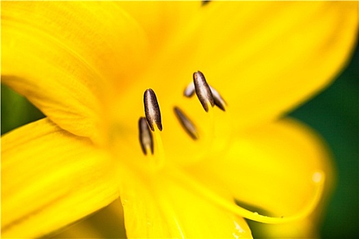 特写,盛开,黄色,百合,花