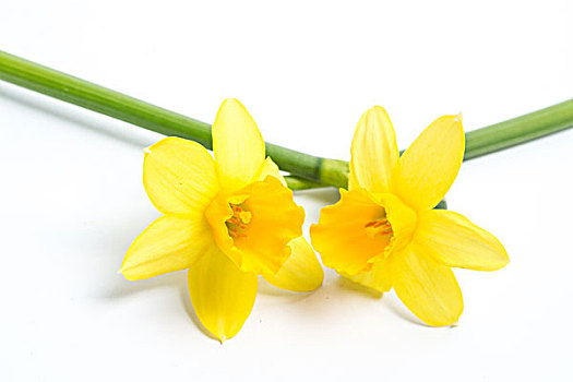 两个,漂亮,黄色,水仙花,白色背景,背景