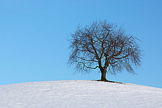 树,冬天,瑞士,欧洲