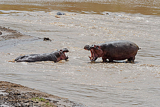 河马,追逐,对手,马拉河,马赛马拉国家保护区,肯尼亚,非洲