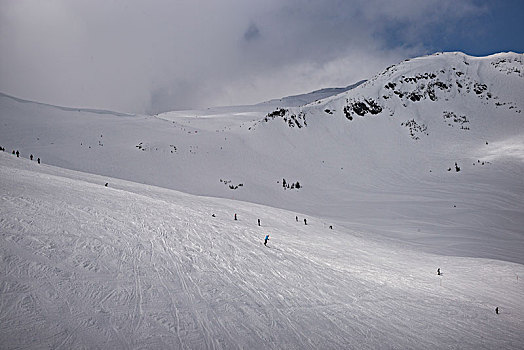 旅游,滑雪板,滑雪,积雪,山,惠斯勒,不列颠哥伦比亚省,加拿大
