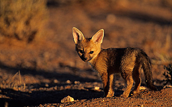 角狐,幼兽,卡拉哈迪大羚羊国家公园,卡拉哈里沙漠,南非,非洲