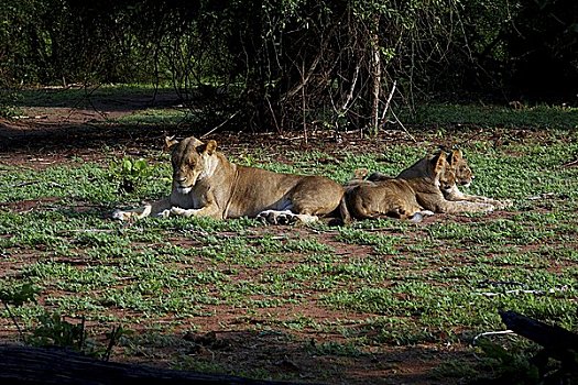 雌狮,两个,躺下,休息,早,阳光