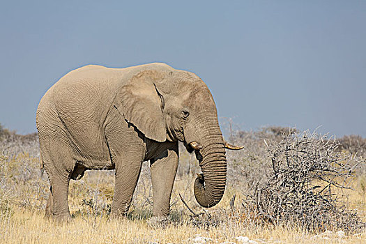 非洲,灌木,大象,非洲象,纳米比亚
