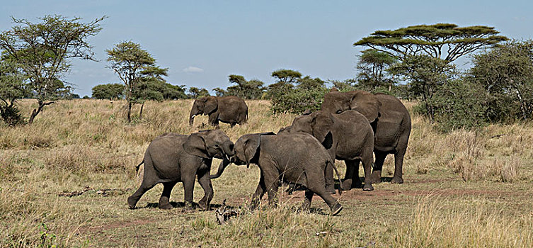 非洲大象007