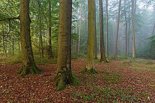 树林,晨雾,奥登瓦尔德,山,黑森州,德国