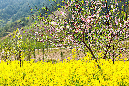 江西婺源油菜花等风光