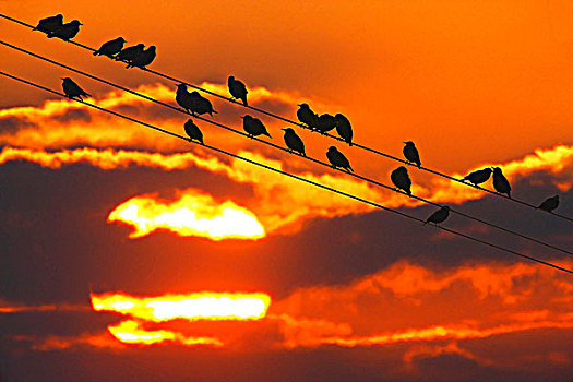鸟,电线,日落