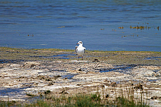 站在湿地上的白色海鸥