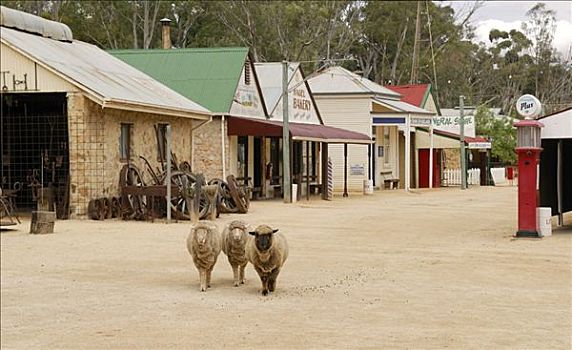 绵羊,走,街道,历史,乡村,露天博物馆,靠近,澳洲南部,澳大利亚