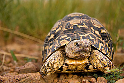 豹纹龟,禁猎区,南非