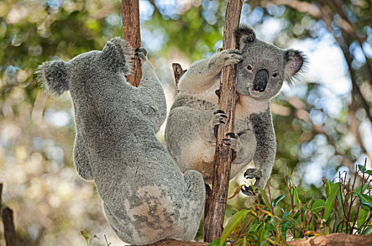 树袋熊,布里斯班,昆士兰,澳大利亚