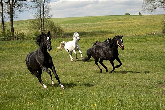 马,驰骋,牧场