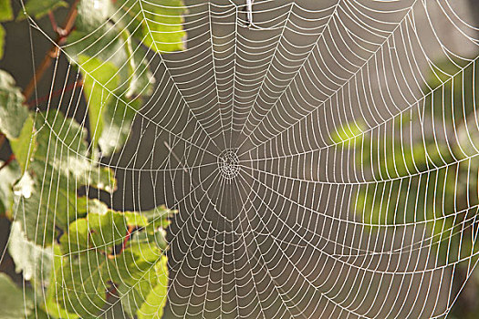 蜘蛛网,露珠,早晨,雾,逆光