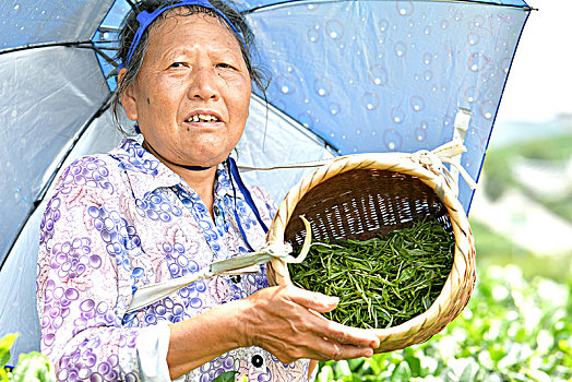 烈日下的采茶工