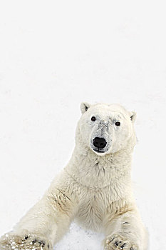 好奇,北极熊,站立,后腿,靠近,看,捕食,丘吉尔市,曼尼托巴,加拿大