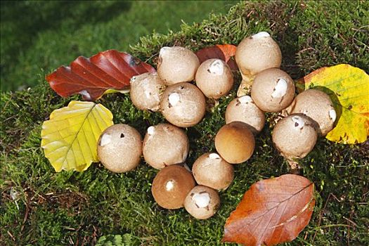 蘑菇,苔藓,树桩