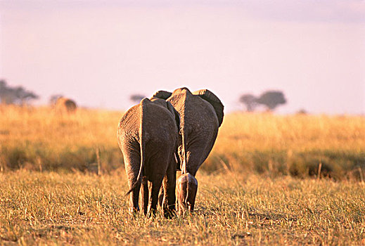 背面视角,两只,象,幼兽,萨维堤地区,博茨瓦纳