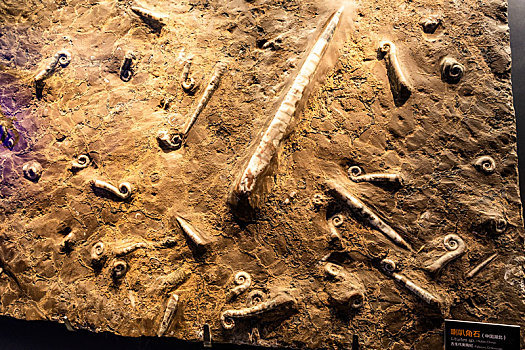 中国海洋博物馆的海洋生物化石,螺