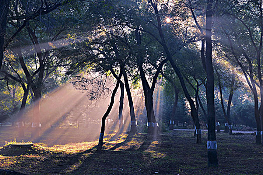 公园森林晨光
