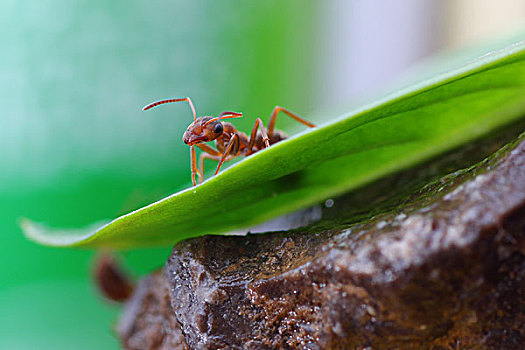 好奇的蚂蚁