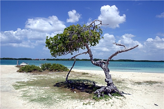 树,海滩