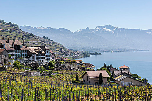 阶梯状,葡萄园,上方,日内瓦湖,靠近,拉沃,洛桑,沃州,西部,瑞士