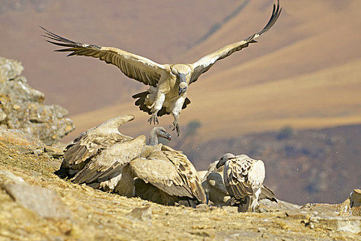 秃鹰,南非兀鹫,诱饵,城堡,国家公园,纳塔耳,南非,非洲