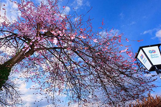 munich慕尼黑olympia,park