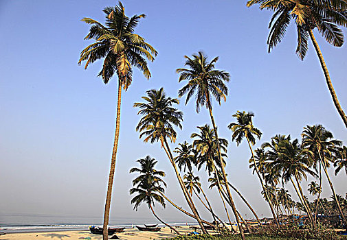 印度,果阿,科尔瓦海滩,椰树,小树林,渔船