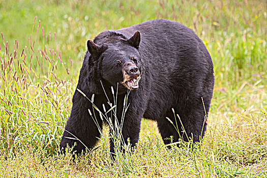 成年,黑熊,放牧,草,阿拉斯加野生动物保护中心,阿拉斯加,夏天,俘获