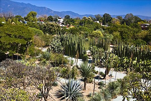 俯拍,植物,树,圣多明各,瓦哈卡,瓦哈卡州,墨西哥