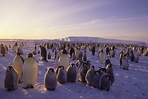 南极,帝企鹅,生物群,冰架,背景,子夜太阳