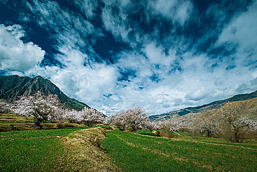 高原桃花