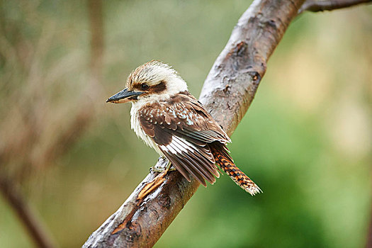 笑,笑翠鸟,坐,枝条,威尔逊-普勒蒙特利国家公园,维多利亚,澳大利亚
