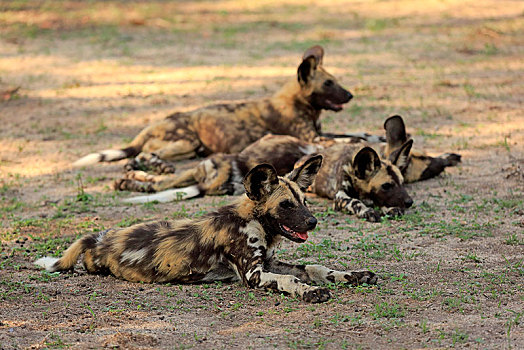 非洲野狗,非洲野犬属,成年,警惕,不活跃,群,沙子,禁猎区,克鲁格国家公园,南非,非洲