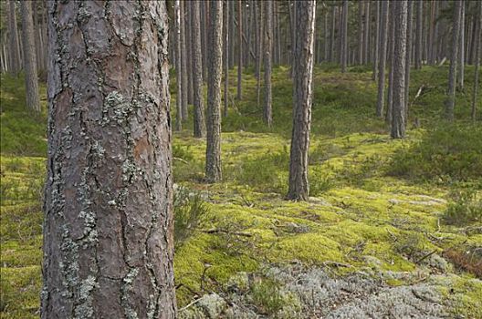 松树,树林,瑞典