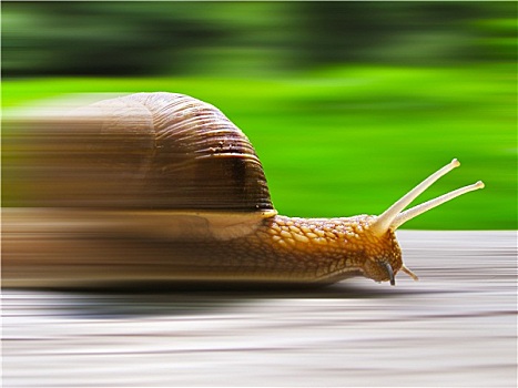 速度,蜗牛,照片