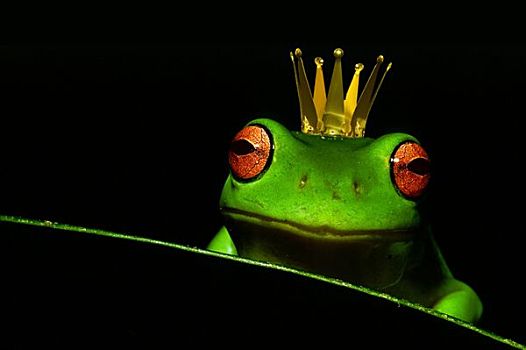 青蛙,国王