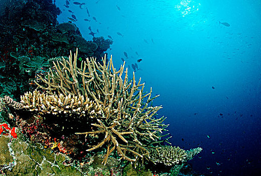 礁石,珊瑚,桌子,马尔代夫,印度洋