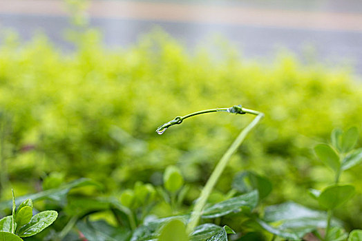 花草