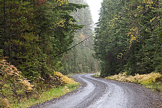 弯曲,乡村道路,常绿植物,蒙大拿,美国