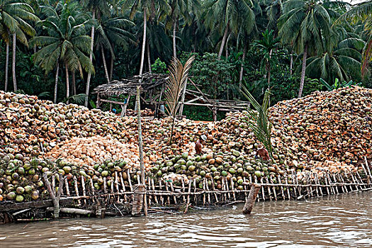 收获,椰子,越南,东南亚