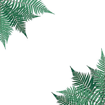 蕨類,葉子,矢量,背景,插畫