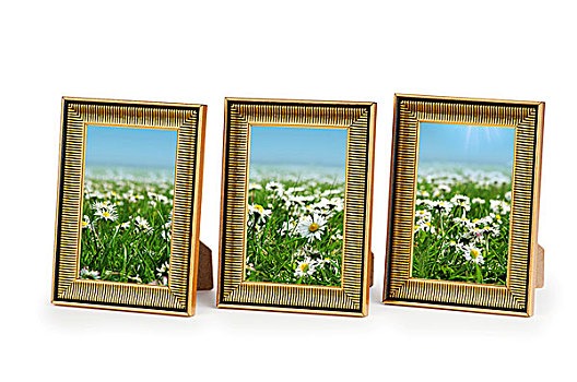 雏菊,花,画框,白色背景
