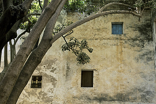 摩洛哥,苏维拉,古树
